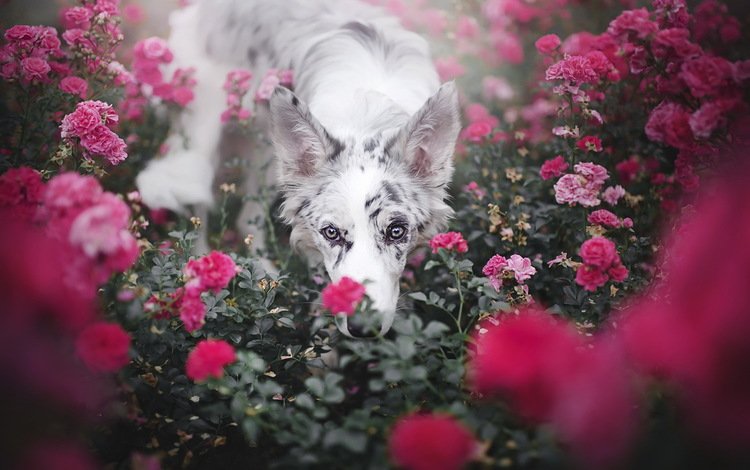 цветы, розы, взгляд, собака, друг, бордер-колли, alicja zmysłowska, flowers, roses, look, dog, each, the border collie