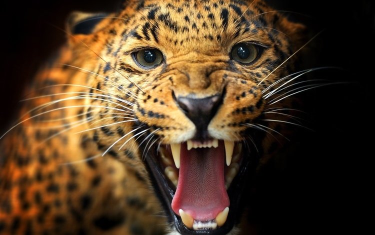 животные, леопард, хищник, пасть, animals, leopard, predator, mouth