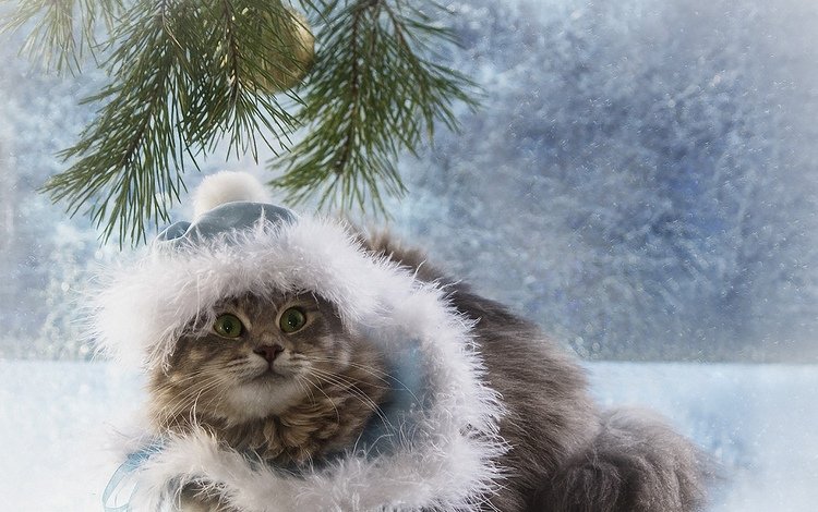 фото, кот, мороз, взгляд, шапка, праздник, дед, photo, cat, frost, look, hat, holiday, grandfather