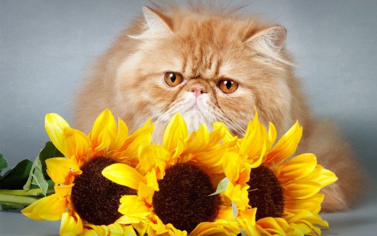 цветы, кот, кошка, взгляд, подсолнухи, киса,  цветы, мнение, flowers, cat, look, sunflowers, kitty, opinion