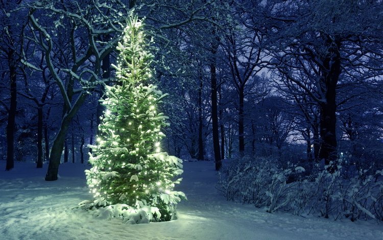 ночь, снег, новый год, елка, зима, ель, night, snow, new year, tree, winter, spruce