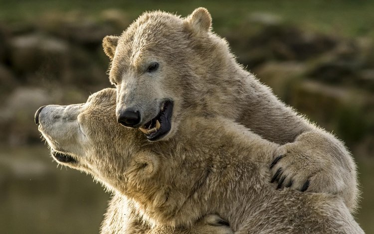 медведи, белые медведи, полярные медведи, обнимашки, два медведя, bears, polar bears, hugs, two bears