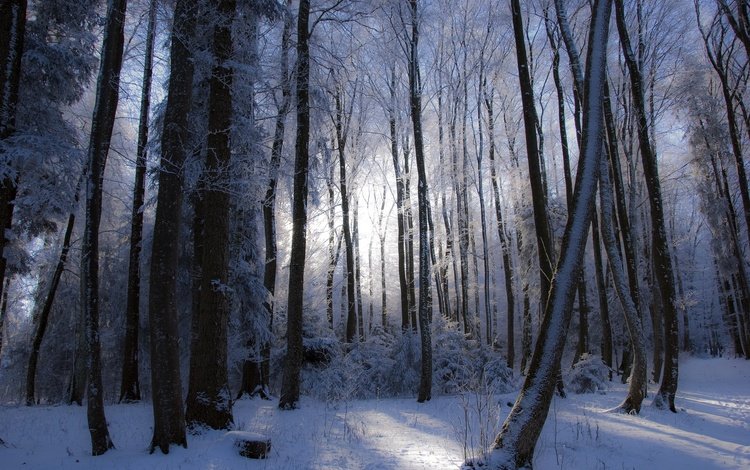 деревья, лес, зима, trees, forest, winter