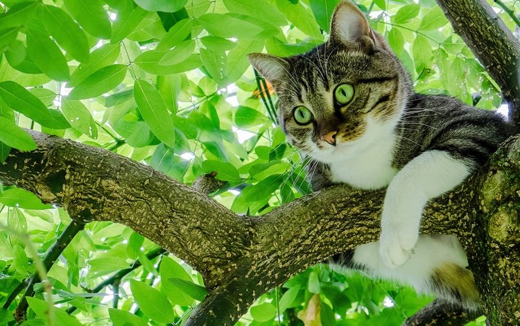 дерево, листья, кот, мордочка, лето, кошка, взгляд, лапки, tree, leaves, cat, muzzle, summer, look, legs