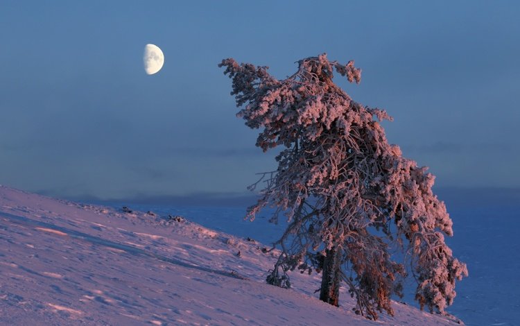 небо, снег, дерево, зима, луна, the sky, snow, tree, winter, the moon