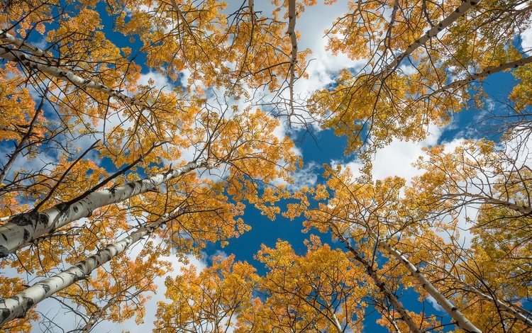 небо, деревья, березы, осень, the sky, trees, birch, autumn