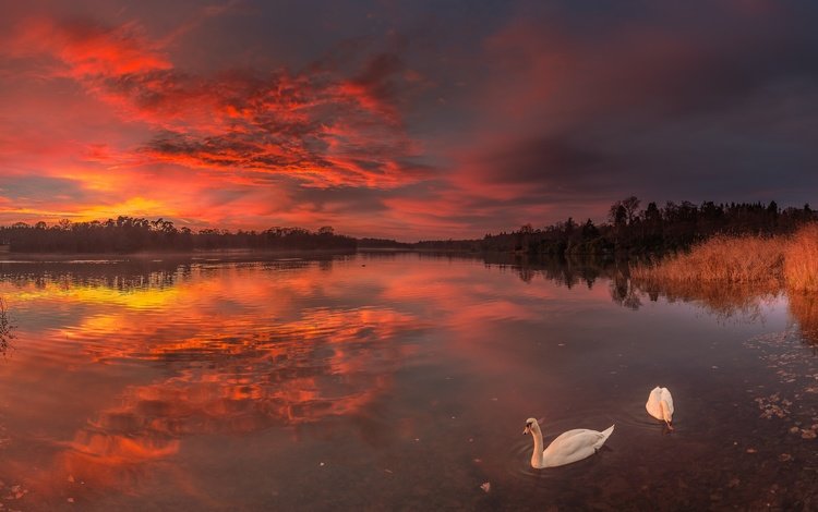озеро, закат, птицы, лебеди, lake, sunset, birds, swans