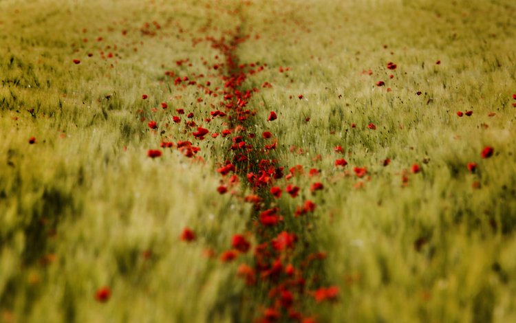 поле, лето, пшеница, красные маки, field, summer, wheat, red poppies