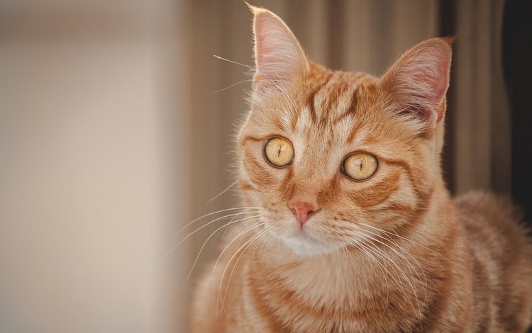 портрет, кот, мордочка, кошка, взгляд, рыжая кошка, portrait, cat, muzzle, look, red cat