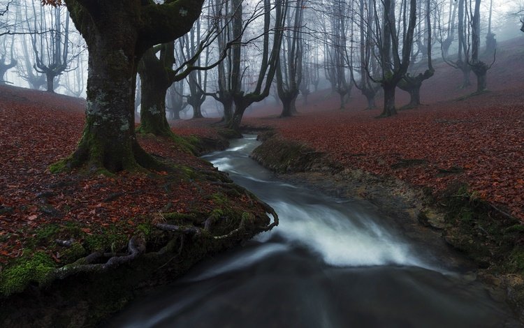 река, лес, туман, river, forest, fog