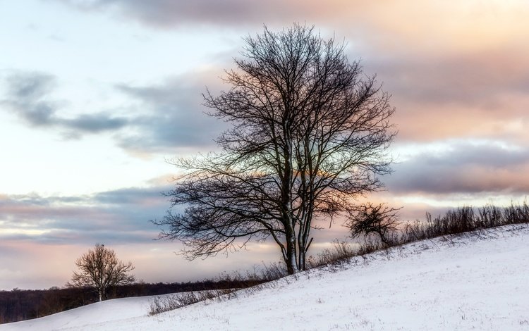 снег, дерево, зима, snow, tree, winter