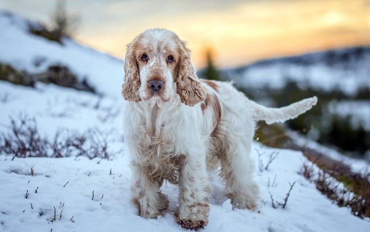 зима, взгляд, собака, друг, winter, look, dog, each
