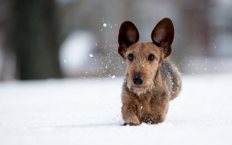 снег, зима, мордочка, взгляд, собака, прогулка, уши, snow, winter, muzzle, look, dog, walk, ears