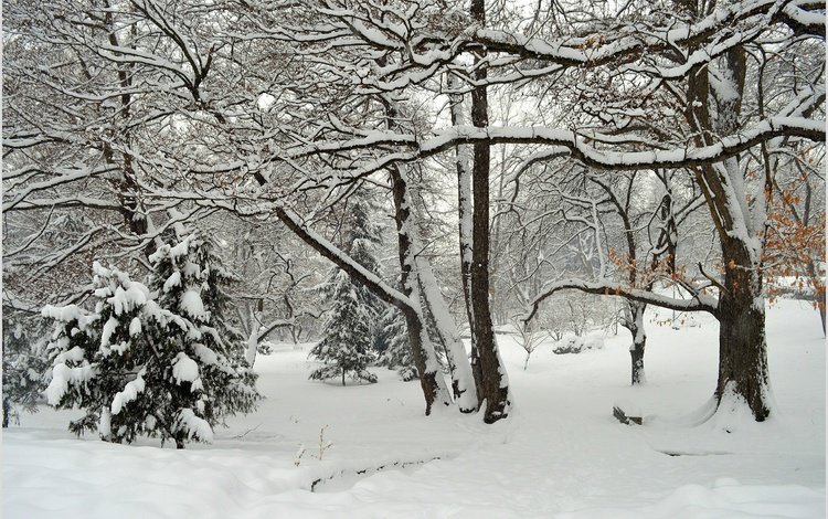 деревья, снег, зима, парк, мороз, деревь, изморозь, wintet, trees, snow, winter, park, frost