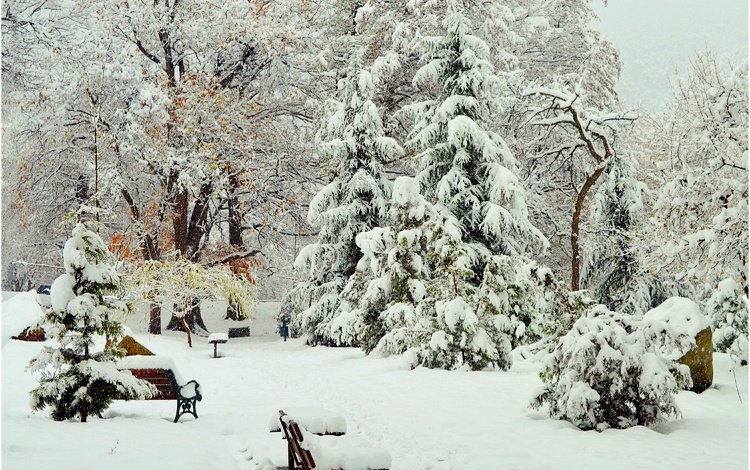 деревья, снег, зима, парк, скамейки, деревь, изморозь, trees, snow, winter, park, benches, frost