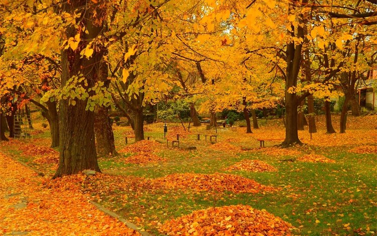 деревья, парк, листва, осень, деревь, опадают, осен,  листья, trees, park, foliage, autumn, fall, leaves