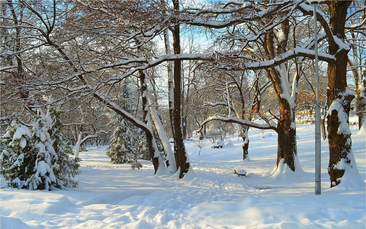деревья, снег, зима, лучи, парк, деревь, trees, snow, winter, rays, park
