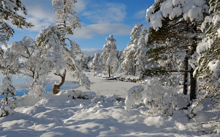 деревья, снег, зима, норвегия, норвегии, nordset, hedmark fylke, trees, snow, winter, norway