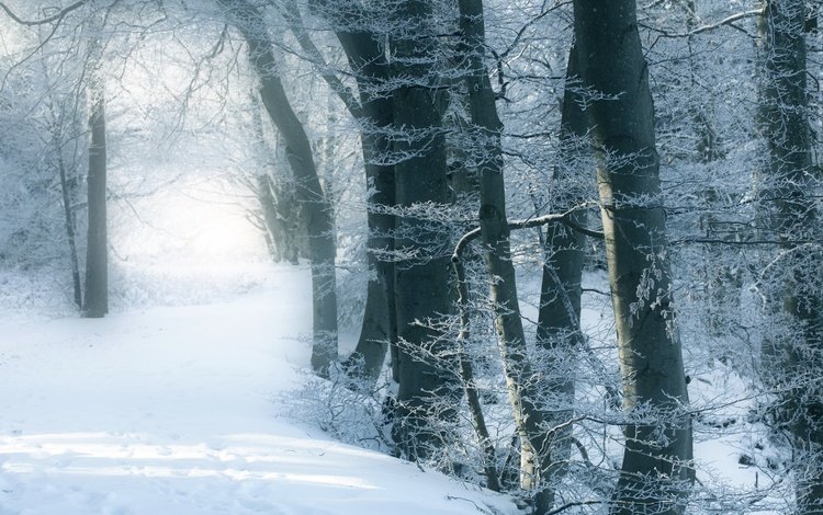 деревья, снег, зимний лес, trees, snow, winter forest