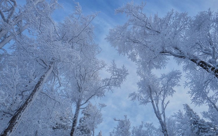 небо, деревья, снег, зима, the sky, trees, snow, winter