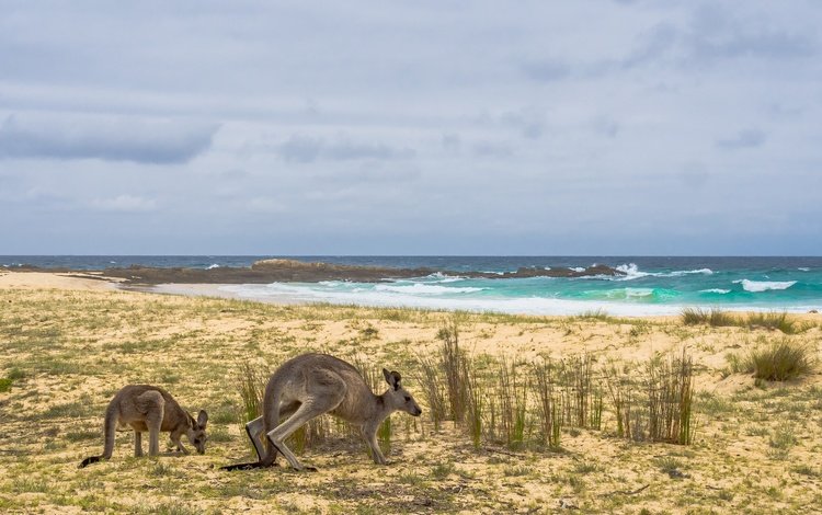 берег, море, австралия, кенгуру, shore, sea, australia, kangaroo