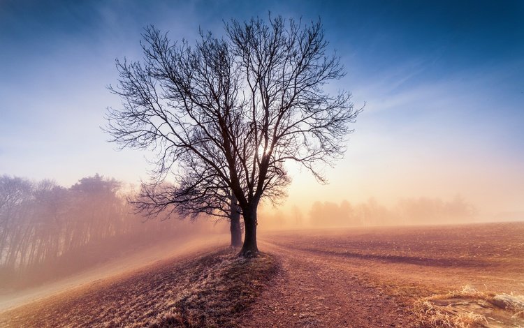 небо, дерево, утро, туман, поле, рассвет, the sky, tree, morning, fog, field, dawn