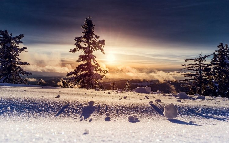 деревья, солнце, снег, зима, фото, trees, the sun, snow, winter, photo