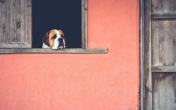 грусть, собака, дом, окно, ожидание, sadness, dog, house, window, waiting