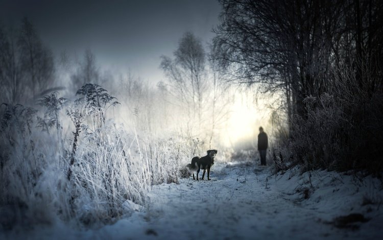 снег, зима, утро, человек, собака, snow, winter, morning, people, dog