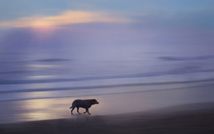закат, море, собака, sunset, sea, dog