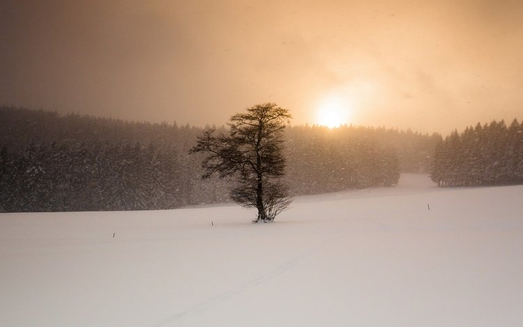 снег, дерево, закат, зима, поле, метель, snow, tree, sunset, winter, field, blizzard