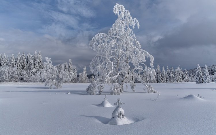 деревья, снег, елка, зима, пейзаж, trees, snow, tree, winter, landscape