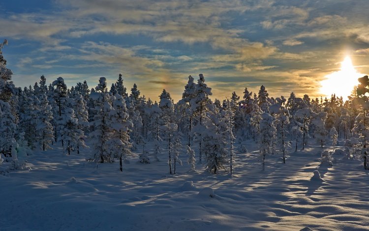 деревья, снег, закат, зима, норвегия, trees, snow, sunset, winter, norway