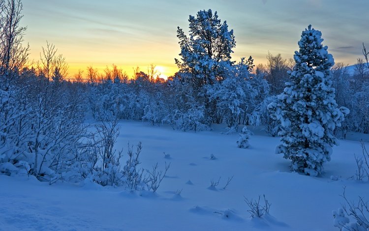 деревья, снег, закат, зима, кусты, норвегия, норвегии, hedmark fylke, nordli, хедмарк, hedmark, trees, snow, sunset, winter, the bushes, norway