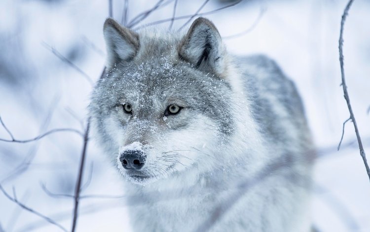 глаза, снег, зима, взгляд, волчица, eyes, snow, winter, look, wolf