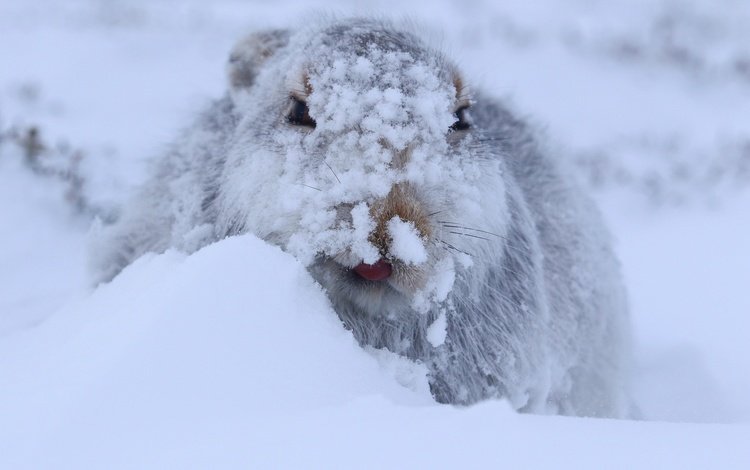 снег, зима, мордочка, взгляд, заяц, заяц белый, заяц-беляк, snow, winter, muzzle, look, hare, hare white