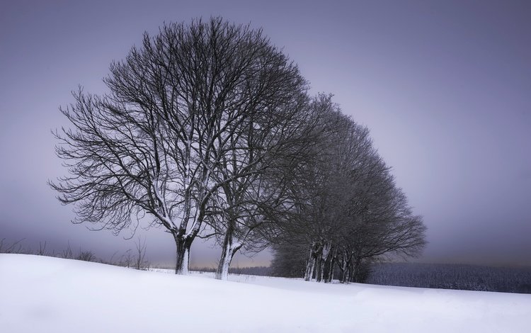 деревья, снег, зима, trees, snow, winter