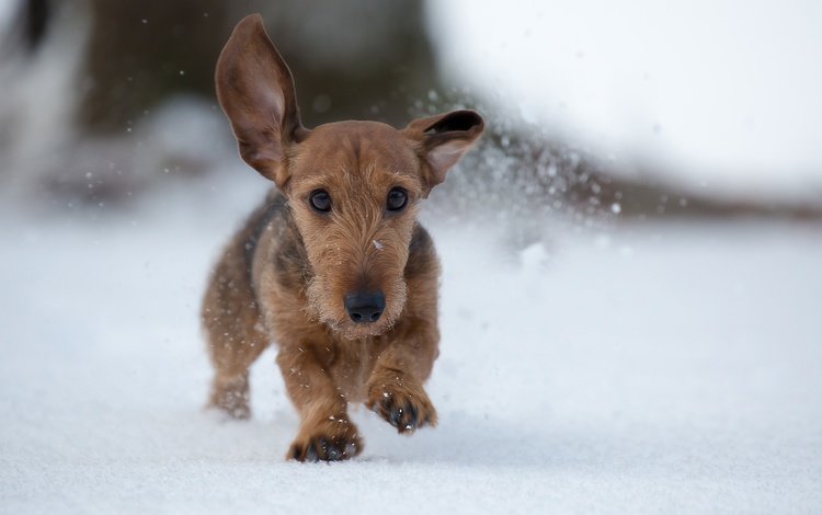 снег, зима, собака, прогулка, snow, winter, dog, walk