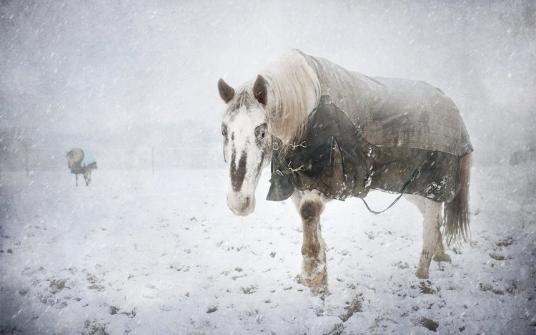 снег, зима, холод, конь, snow, winter, cold, horse
