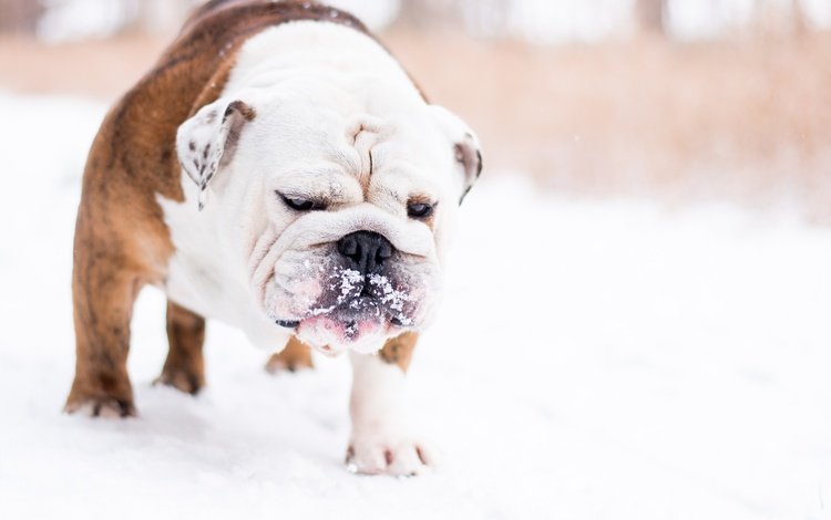 снег, зима, мордочка, собака, лапки, английский бульдог, snow, winter, muzzle, dog, legs, english bulldog