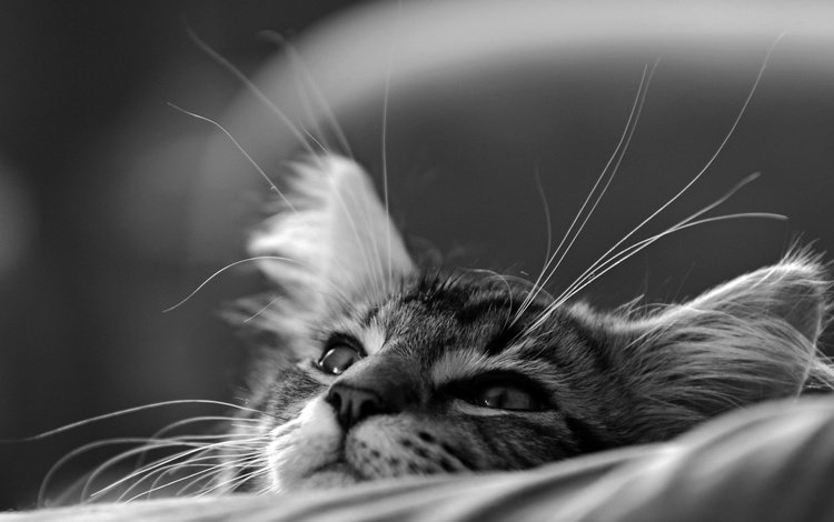 кот, мордочка, кошка, чёрно-белое, котенок, монохром, мечтатель, cat, muzzle, black and white, kitty, monochrome, dreamer