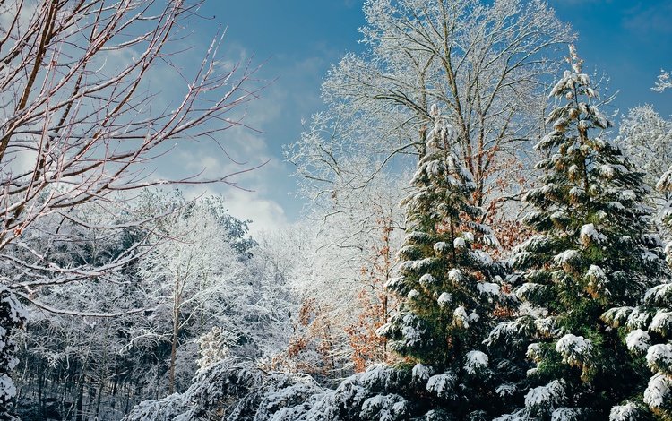 деревья, снег, лес, зима, ветки, солнечно, trees, snow, forest, winter, branches, sunny