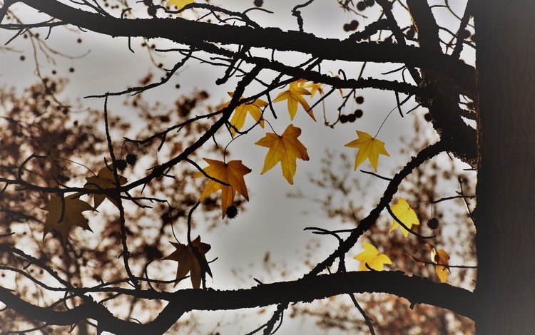 природа, дерево, листья, осень, nature, tree, leaves, autumn