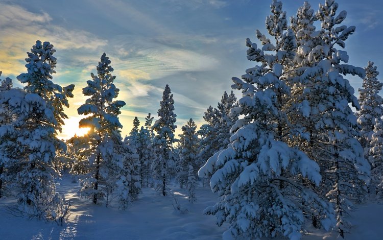 деревья, снег, лес, зима, норвегия, stene, норвегии, hedmark fylke, хедмарк, trees, snow, forest, winter, norway, hedmark