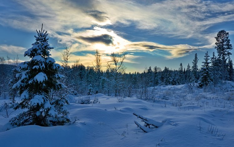 деревья, хедмарк, снег, лес, зима, ель, сугробы, норвегия, норвегии, hedmark fylke, trees, hedmark, snow, forest, winter, spruce, the snow, norway