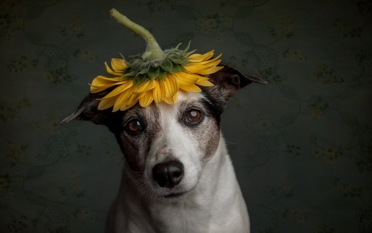 грусть, собака, подсолнух, пес, sadness, dog, sunflower