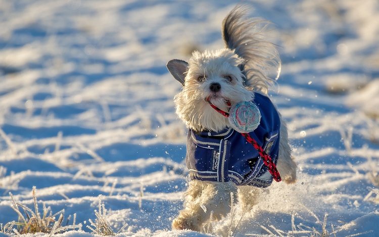 снег, зима, настроение, собака, игрушка, прогулка, snow, winter, mood, dog, toy, walk