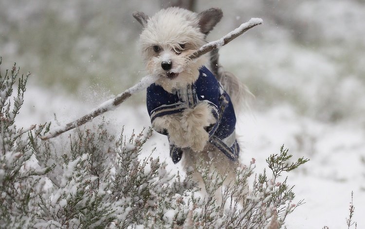 снег, зима, собака, прыжок, прогулка, песик, палка, snow, winter, dog, jump, walk, doggie, stick