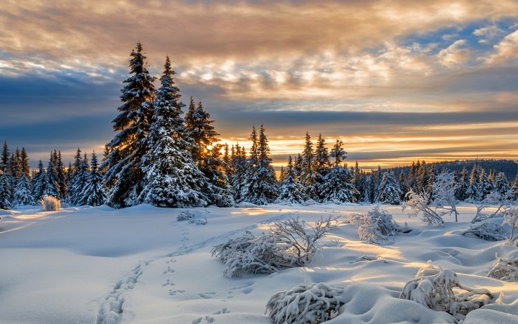 снег, зима, следы, ели, норвегия, норвегии, лиллехаммер, snow, winter, traces, ate, norway, lillehammer