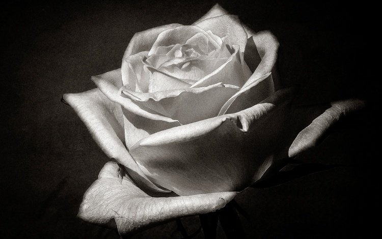 макро, цветок, роза, лепестки, чёрно-белое, бутон, macro, flower, rose, petals, black and white, bud